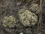 Cladonia foliacea-4.jpg